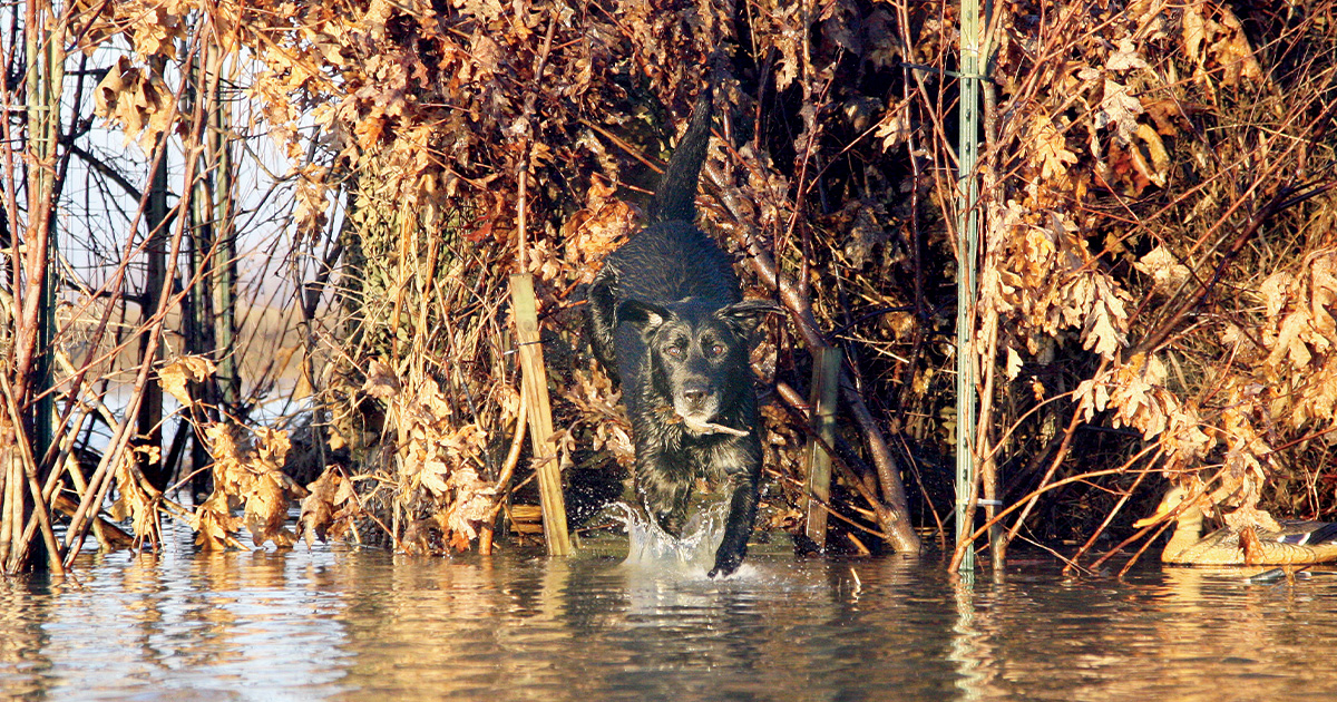 Dog ramp covered with oak brush. Photo by John Hoffman, DU