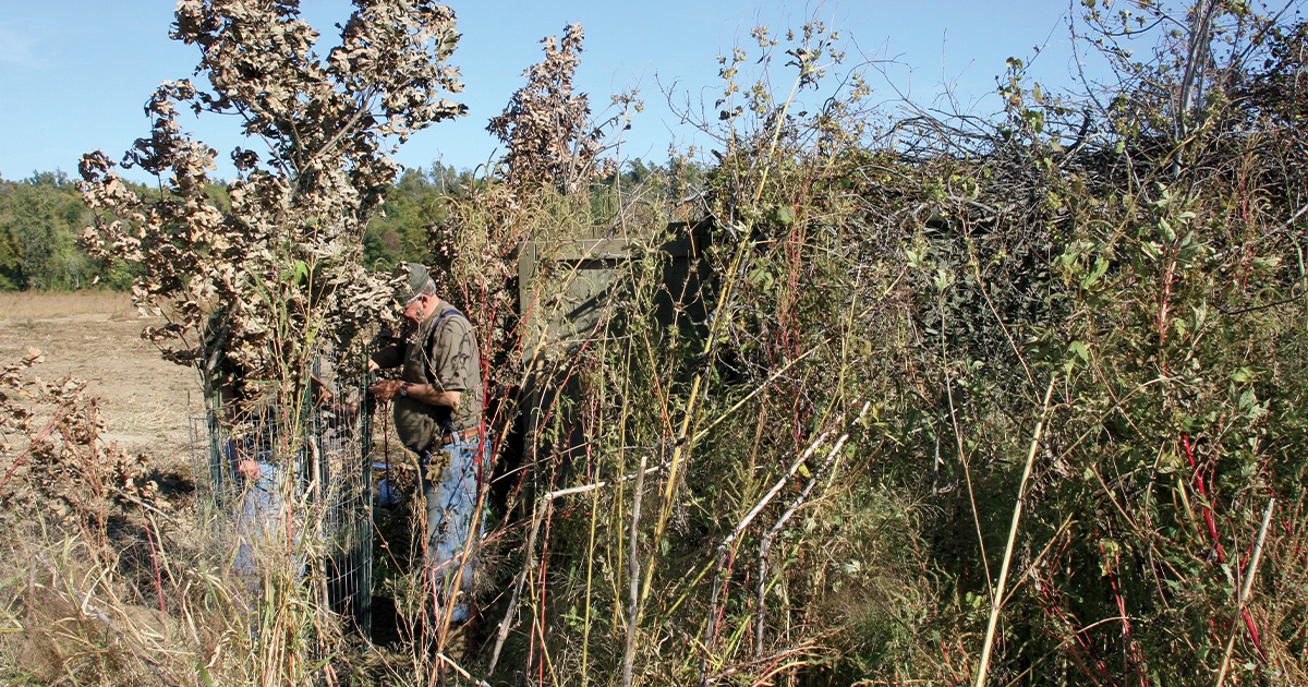 Thick brush and saplings were placed around the perimeter of the blind to break up the structure’s boxy outline and screen hunters from view. Photo by John. Hoffman, DU