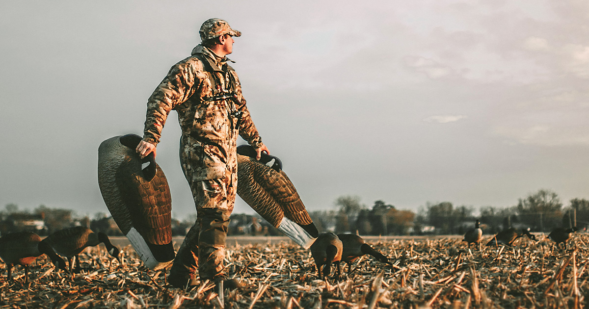 Hunter carrying Canada goose decoys across a cut corn field. Photo by Nicole Belke.jpg