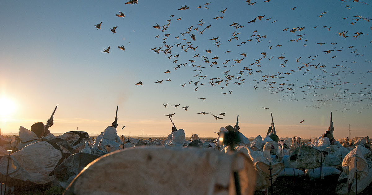 Snow goose hunting. Photo by sharp-eyeimages.com.