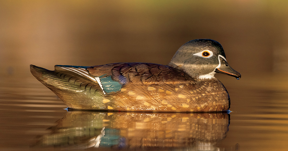 Hen wood duck decoy in wetland. Photo by Jeff Moore Images.