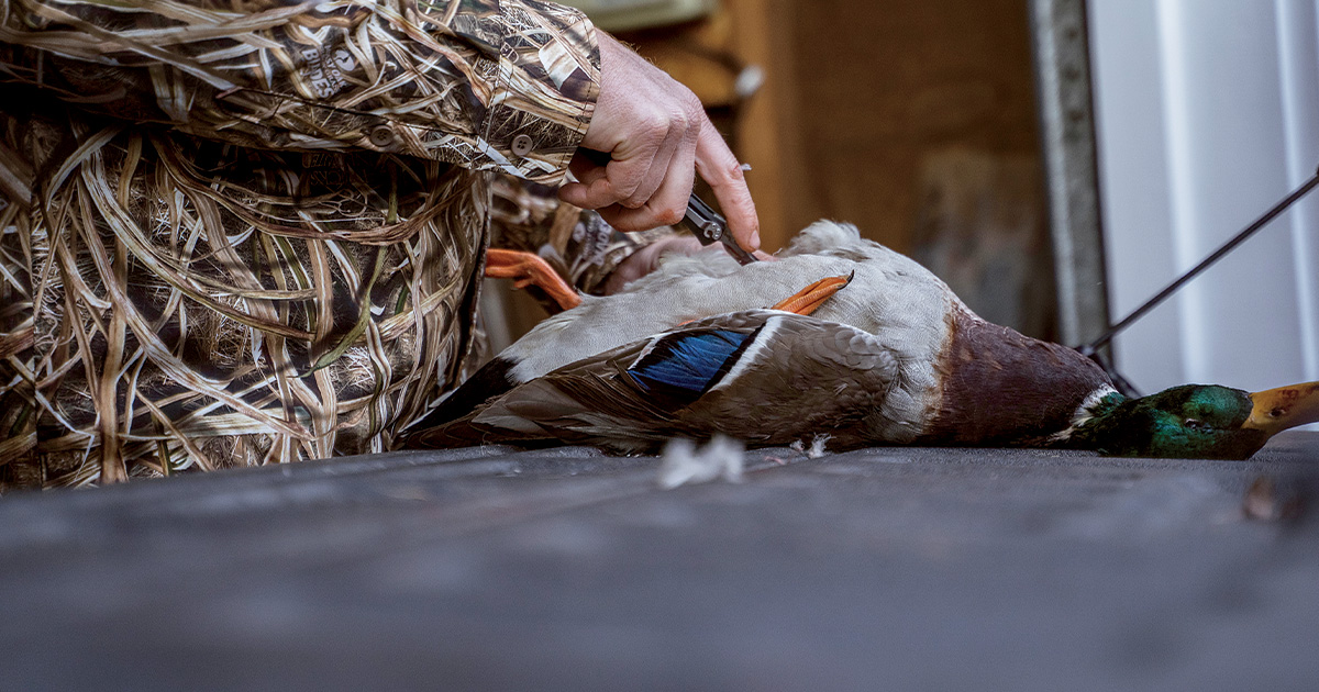 Hunter cleaning harvested duck. Photo by Ed Wall Media