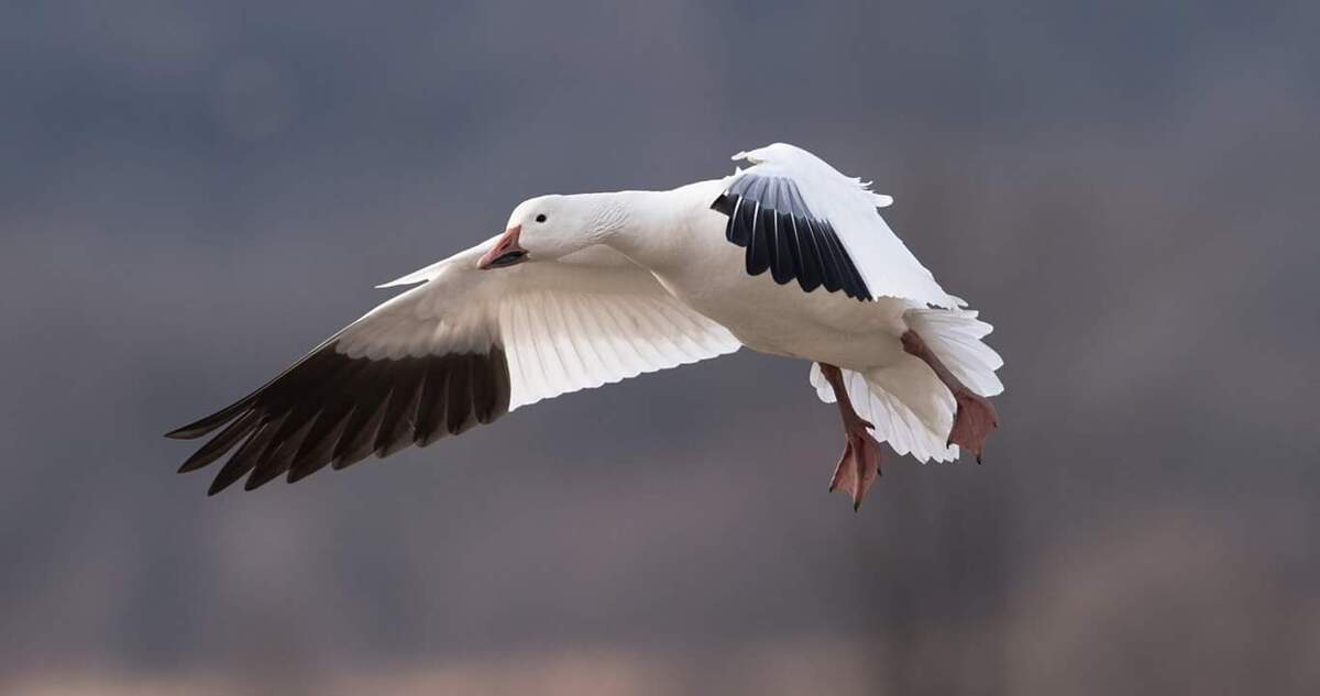 Light goose. Photo by Scott Failor
