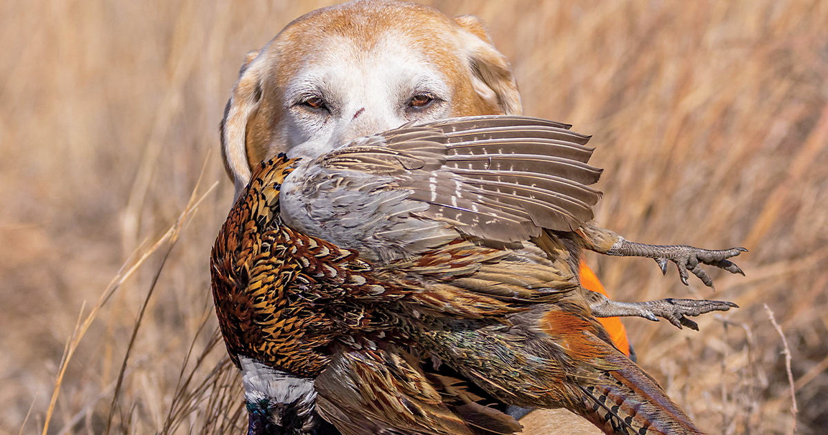 Retriever on a upland hunt. Photo by Garrett Derr.jpg