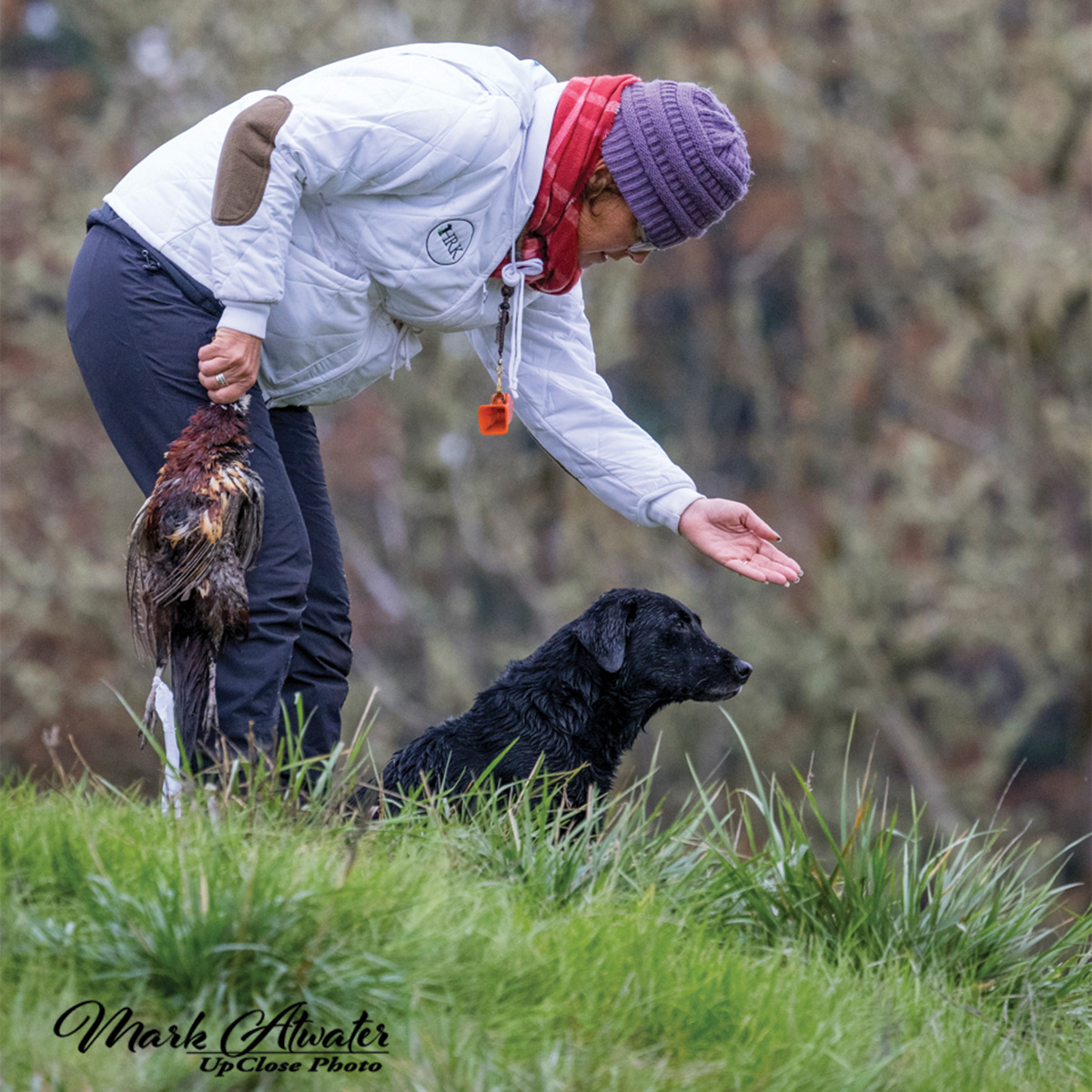 Courtesy of Horsetooth Retreiver Kennel.jpg