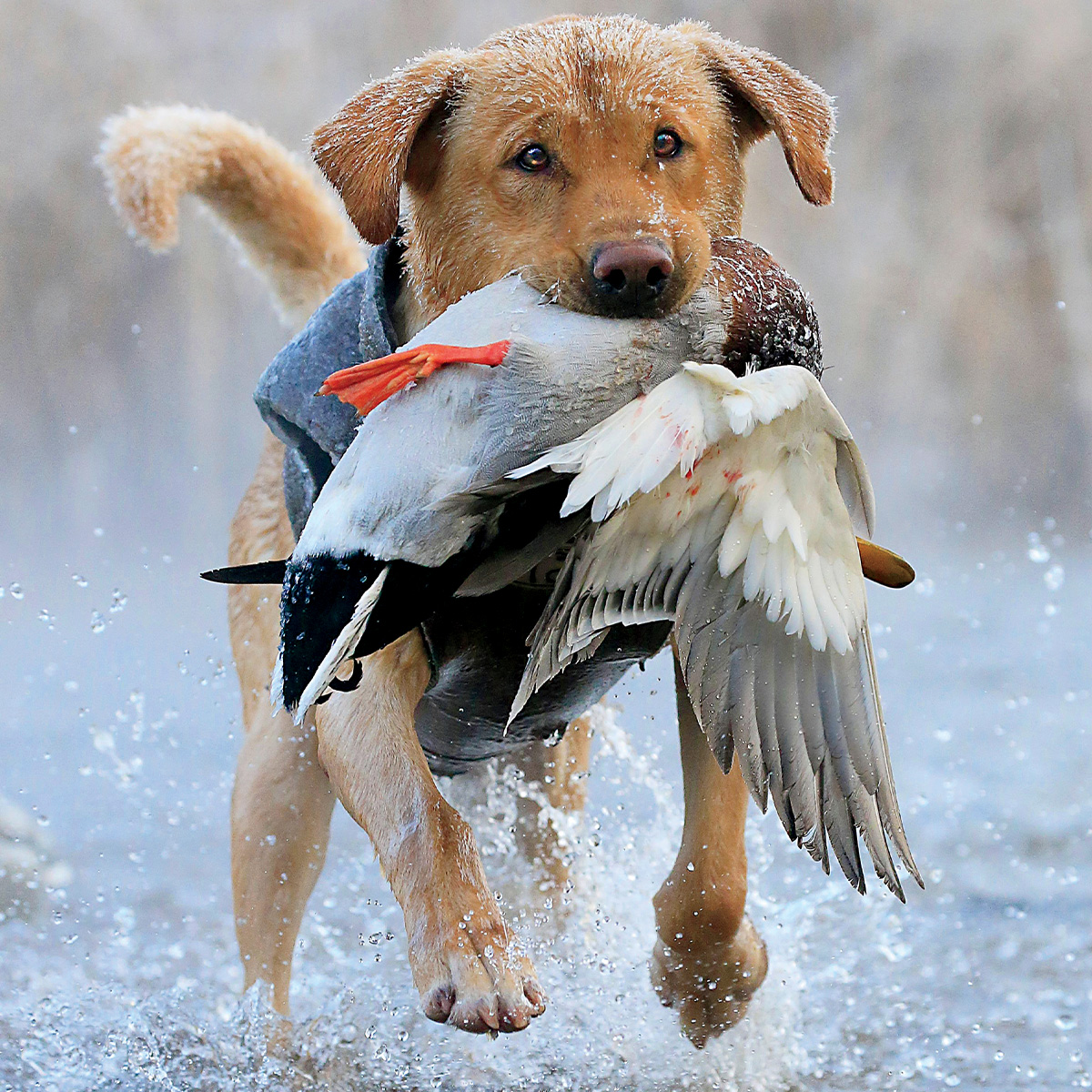Retriever with harvested duck. Photo by DougSteinkePhotos.com