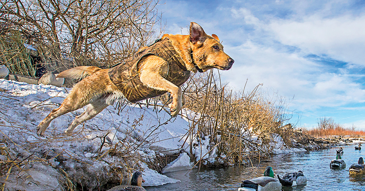 Top 10 Retrievers