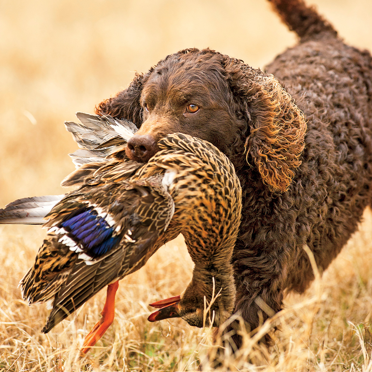 Top 10 Retrievers
