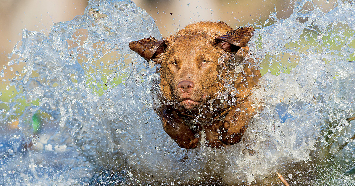 Top 10 Retrievers