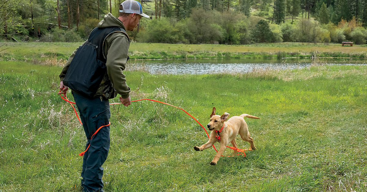Retriever trainer with a long check cord in a training session with a Labrador retriever puppy. Photo by LonLauber.com.jpg