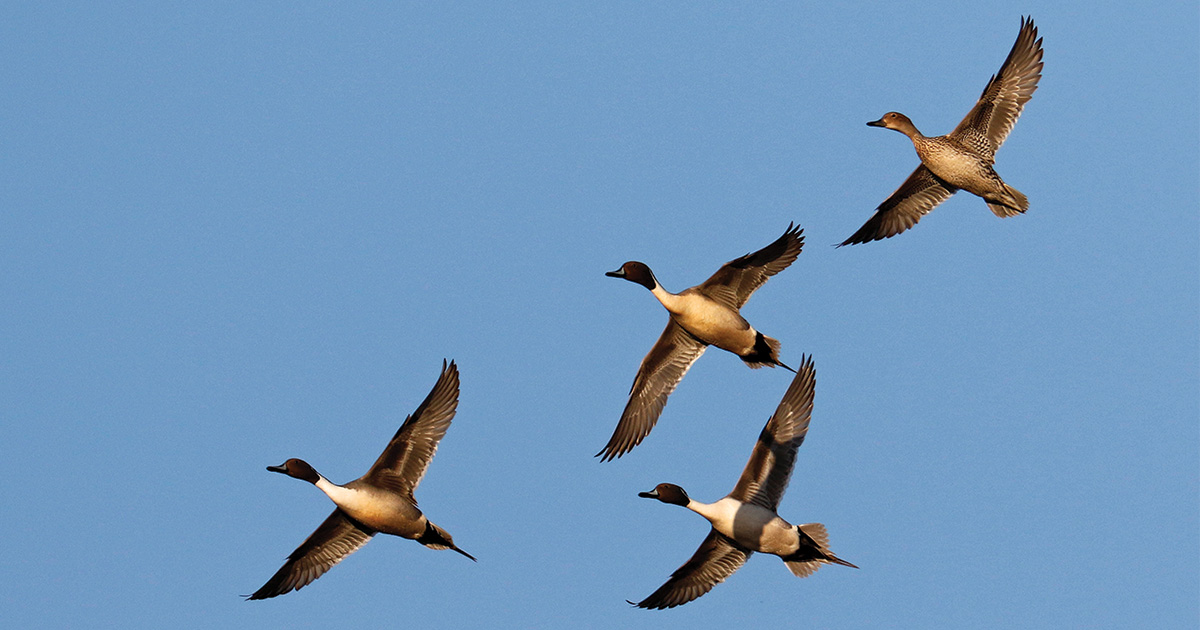 Flock of northern pintails flying. Photo by Michael Furtman