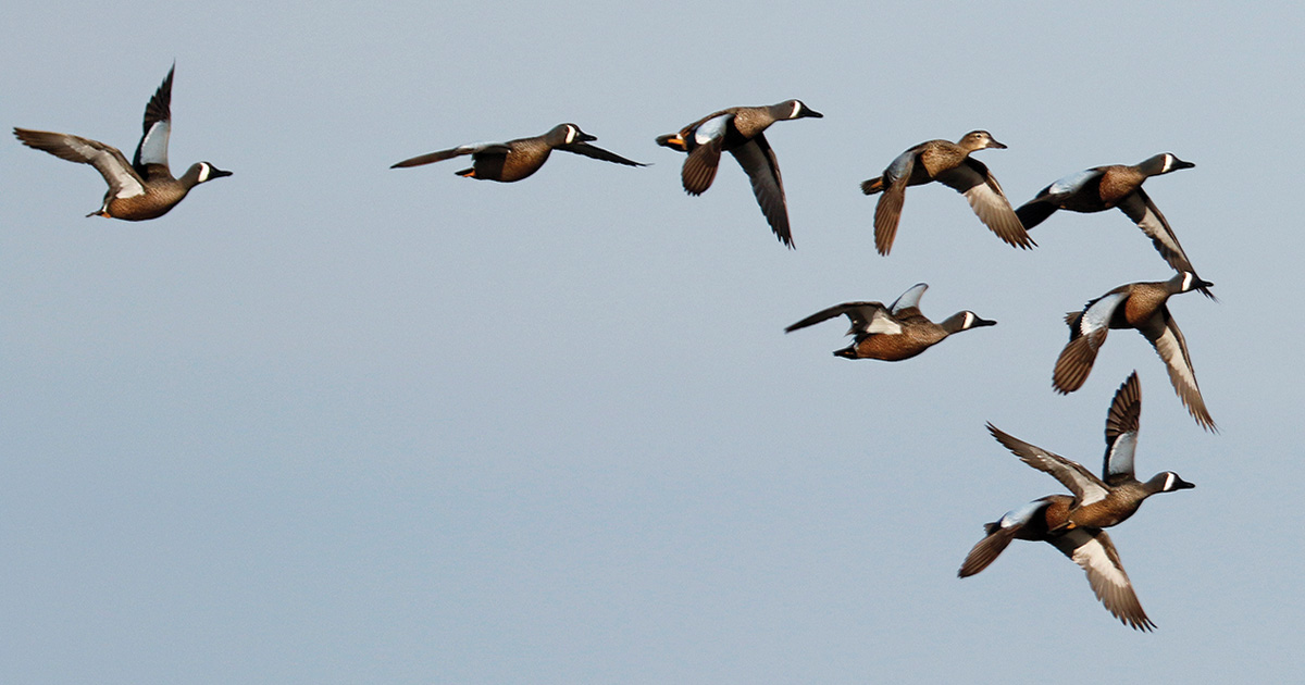 Image for Migration Alert: Louisiana Sees Increase in Duck Numbers, Hunting Success Remains Spotty