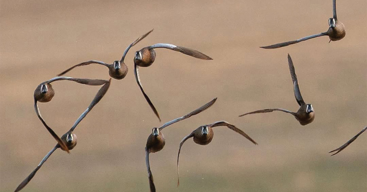 Migration Alert: Louisiana Teal Hunters Report Mixed Results