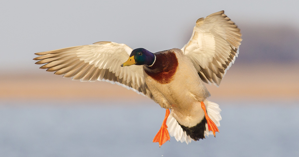 Migration Alert: Early Migrators Arrive in South Dakota, Few Mallards