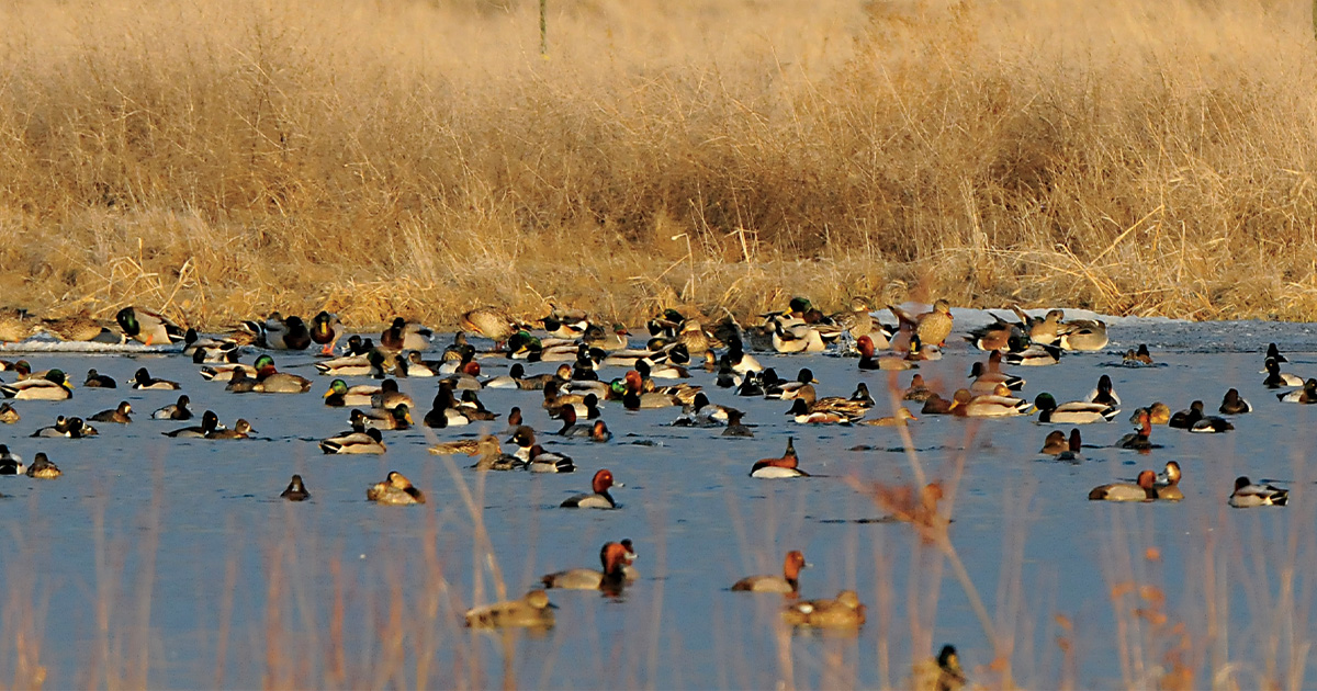 Waterfowl loafing in wetlands. Photo by Jim Thompson