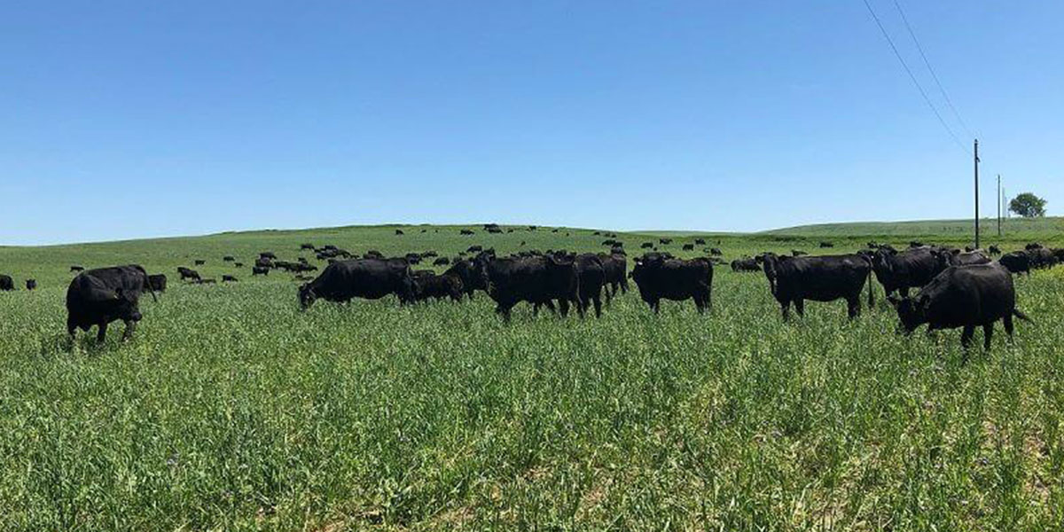 Cover Crop and Livestock Integration Project (CCLIP)