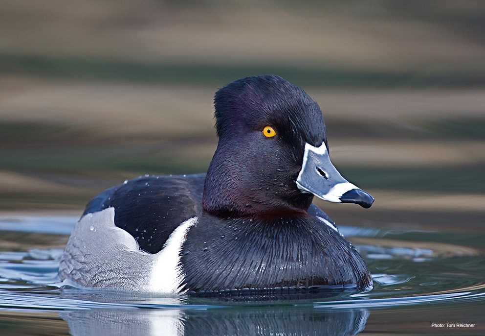 Ring-necked Duck, Aythya collaris. Tennessee Wildlife Resources Agency
