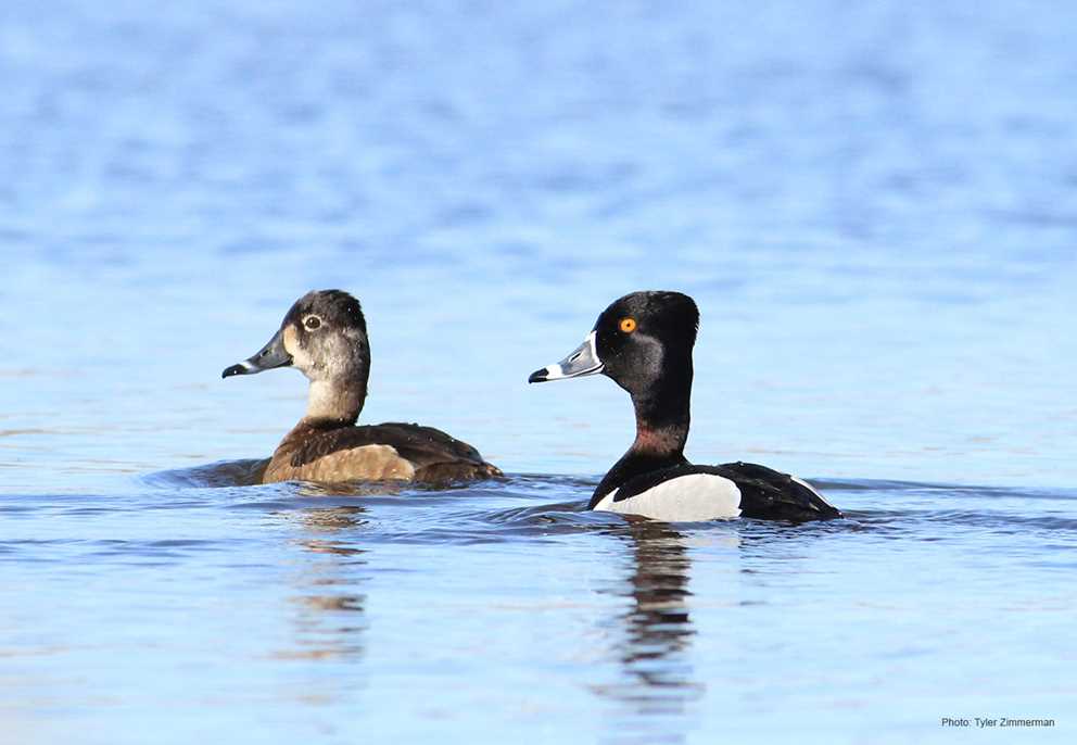 Bird Lore: Ring-necked duck - My Edmonds News