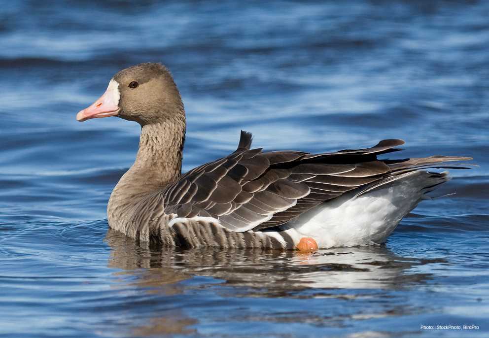 Greater White-Fronted Goose Life History and Identification