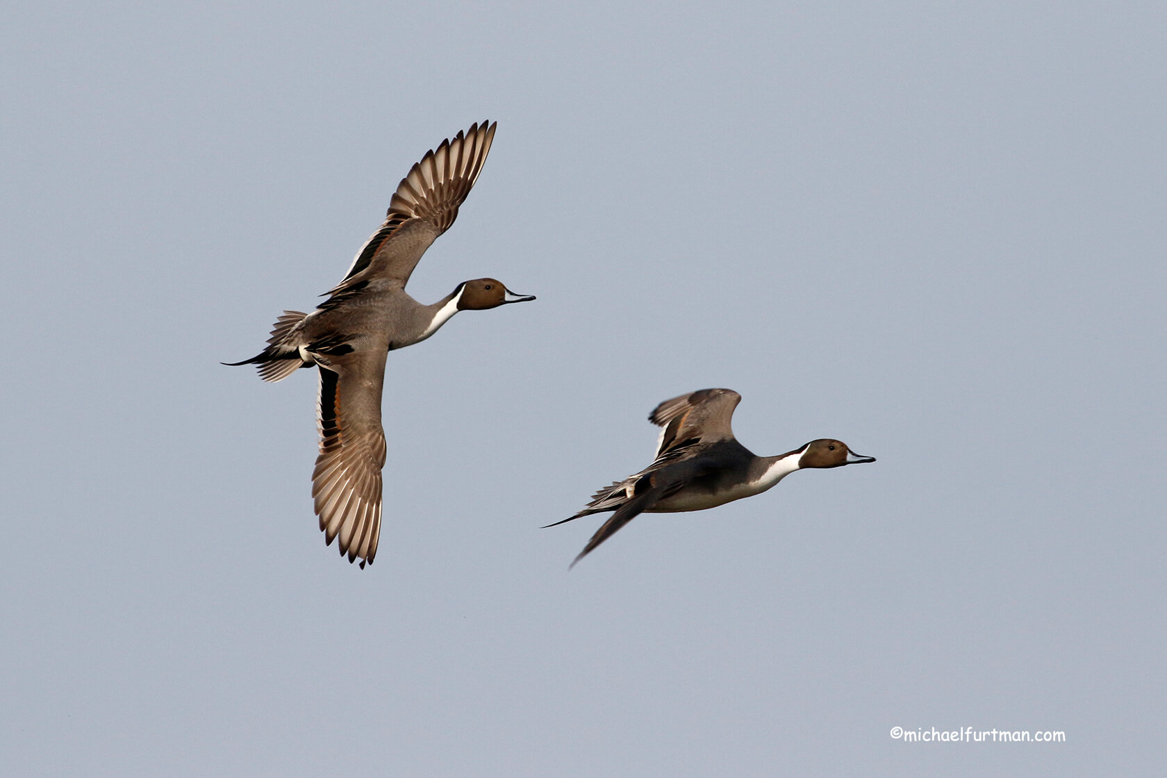 pintails_flying.jpg