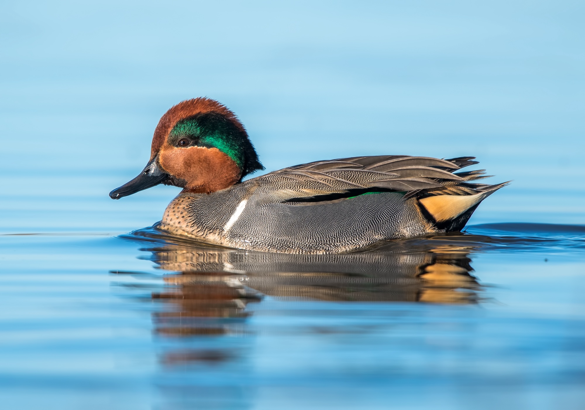 What is a Greenwing?