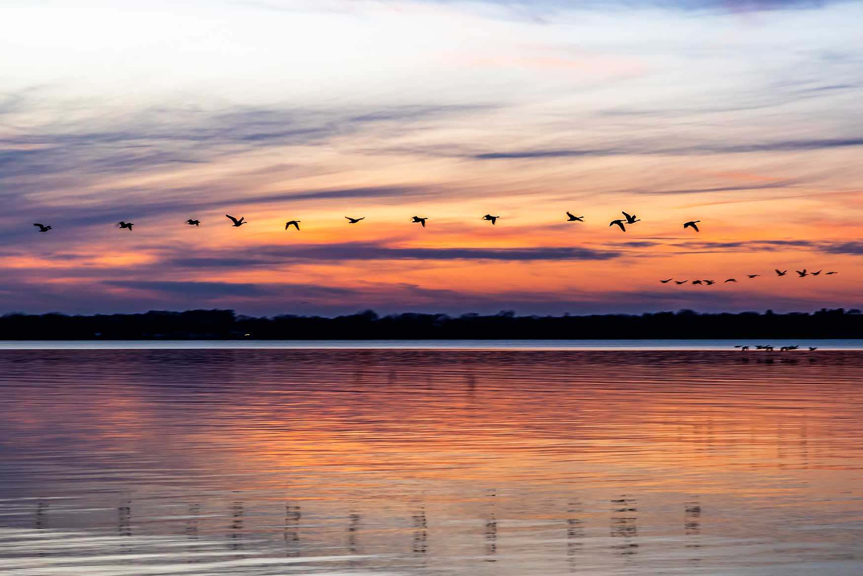 Do Canadian geese fly to the Southern Hemisphere or cross the Pacific to Australia or New Zealand Quora